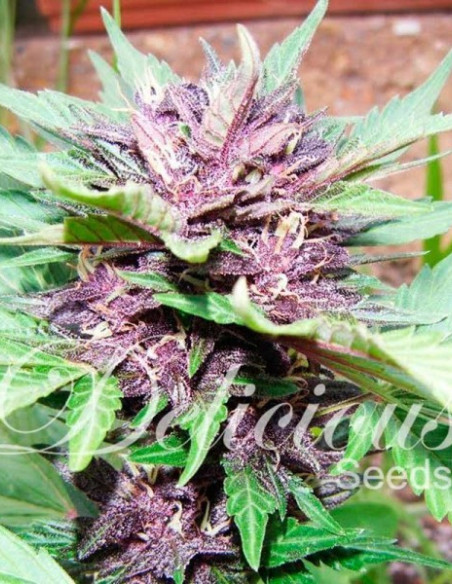 AUTO DARK PURPLE Feminizowane (Delicious Seeds)-Delicious Seeds-GnomesGarden