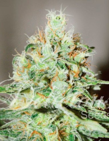 JÄGG KUSH  Feminized (Delicious Seeds)