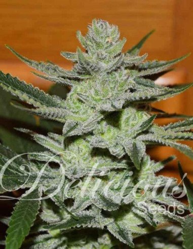 DESCONOCIDA KUSH Feminizowane (Delicious Seeds) DESCONOCIDA KUSH Feminizowane (Delicious Seeds)