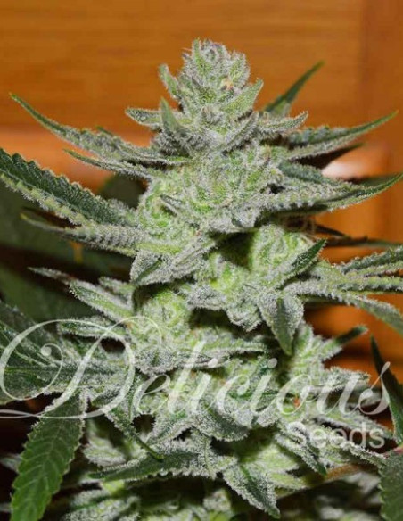 DESCONOCIDA KUSH  Feminized (Delicious Seeds)-Delicious Seeds-GnomesGarden