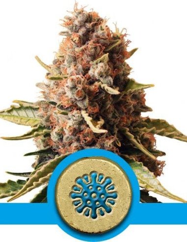 Euphoria CBD Feminizowane (Royal Queen Seeds) Euphoria CBD Feminizowane (Royal Queen Seeds)
