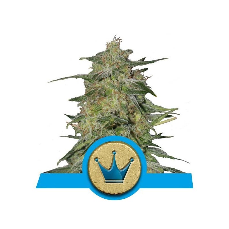 Royal Highness Feminized (Royal Queen Seeds)