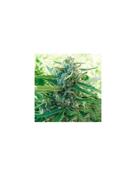Sugar Black Rose Fast Version Feminized (Delicious Seeds)-Delicious Seeds-GnomesGarden