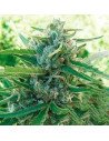Sugar Black Rose Fast Version Feminized (Delicious Seeds)