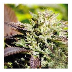  Caramelo Fast Version Feminized (Delicious Seeds)
