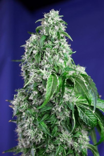 Big Devil Fast Version Feminizowane ( Sweet Seeds)
