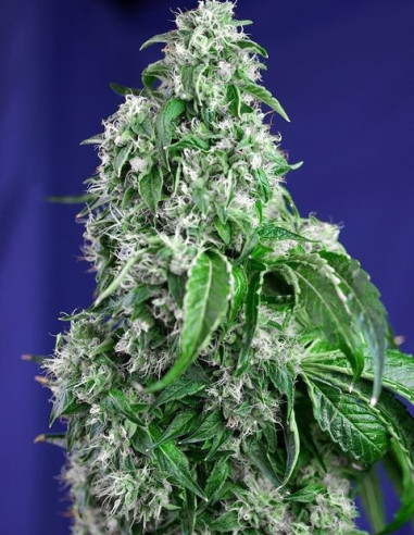 Big Devil Fast Version Feminisierte ( Sweet Seeds)-Sweet Seeds-GnomesGarden