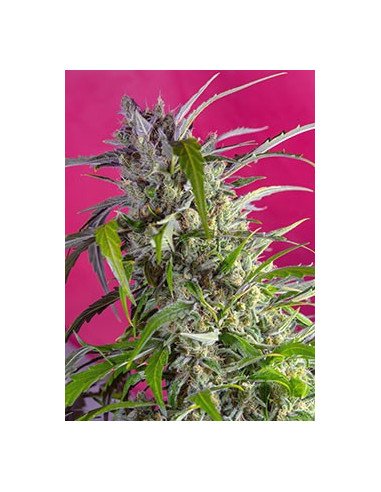 AUTO Crystal Candy Feminized (Seet Seeds)