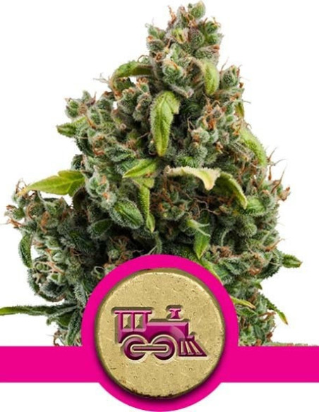Candy Kush Express Fast Version Feminized-Royal Queen Seeds-GnomesGarden
