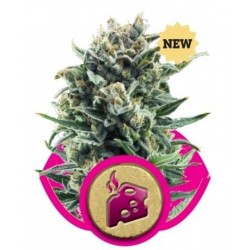 Blue Cheese Feminized (Royal Queen Seeds)