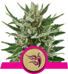 Speedy Chile Fast Version Feminizowane (Royal Queen Seeds)