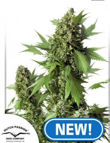 Auto Duck Feminizada (Dutch Passion)-Dutch Passion-GnomesGarden