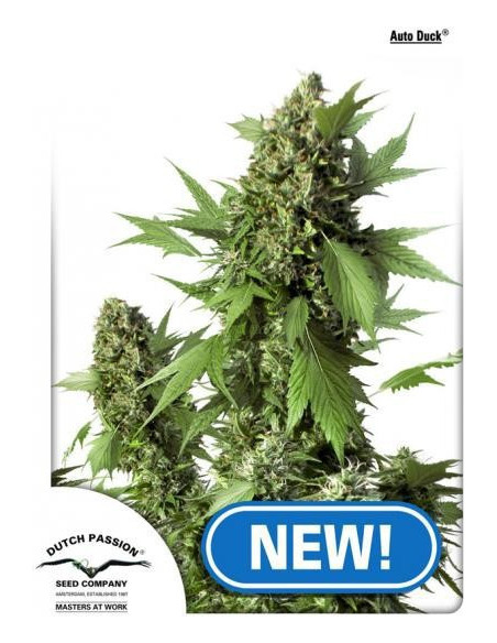 Auto Duck Feminizada (Dutch Passion)-Dutch Passion-GnomesGarden