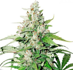 Auto Cinderella Jack Feminizowane (Dutch Passion)