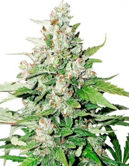Auto Cinderella Jack Feminisierte (Dutch Passion)-Dutch Passion-GnomesGarden