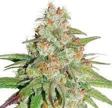 Glueberry O.G Feminizowane (Dutch Passion)