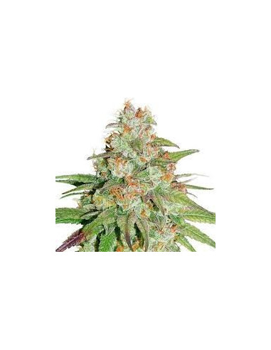 Glueberry O.G Feminisierte (Dutch Passion)-Dutch Passion-GnomesGarden