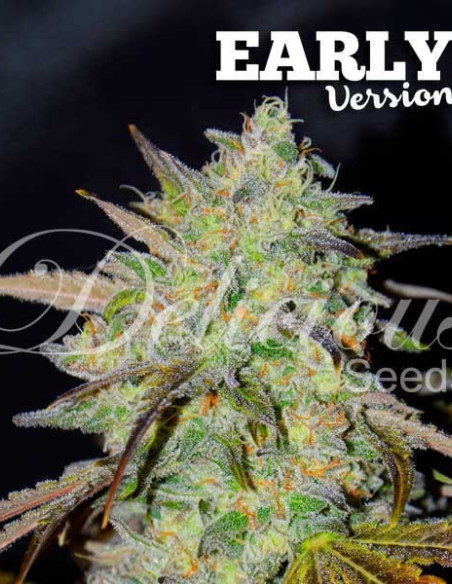 Marmalate Early Version Feminizowane (Delicious Seeds)-Delicious Seeds-GnomesGarden