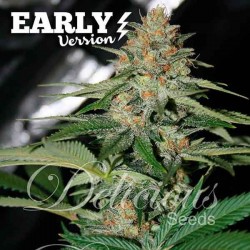 Delicious Candy Fast Version Feminized (Delicious Seeds)