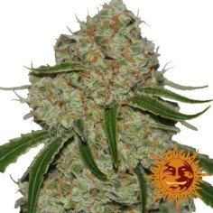 Phantom OG Feminizowane (Barney's Farm)