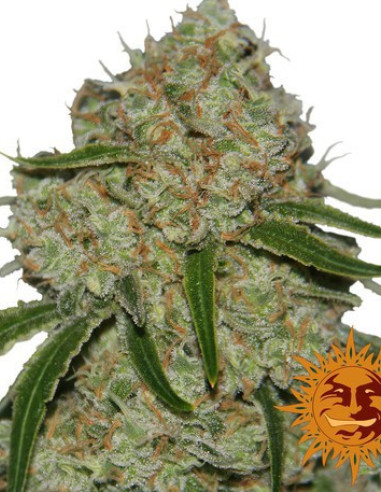 Phantom OG Feminisierte (Barney's Farm)-Barney`s Farm-GnomesGarden