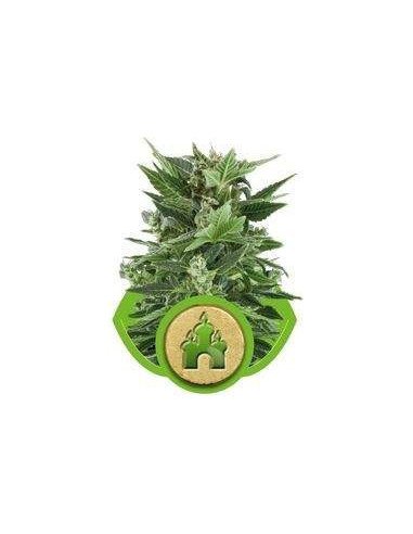 Royal Kush Automatic Feminized (Royal Queen Seeds) 