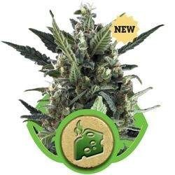 Blue Cheese Auto Feminized (Royal Queen Seeds) 