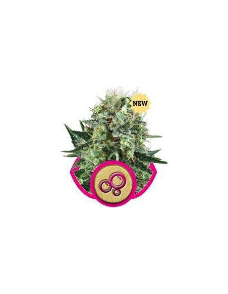Bubble Kush Feminized (Royal Queen Seeds) -Royal Queen Seeds-GnomesGarden