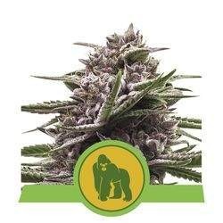 Royal Gorilla Automatic Feminized (Royal Queen Seeds) 