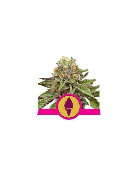 Green Gelato Feminizowane (Royal Queen Seeds)-Royal Queen Seeds-GnomesGarden