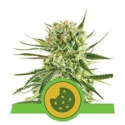 Royal Cookies AUTO Feminized (Royal Queen Seeds)