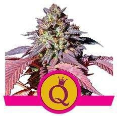 Purple Queen Feminizowane (Royal Queen Seeds)