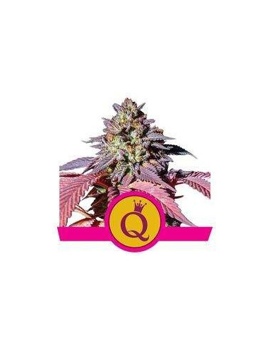 Purple Queen Feminisierte (Royal Queen Seeds)-Royal Queen Seeds-GnomesGarden
