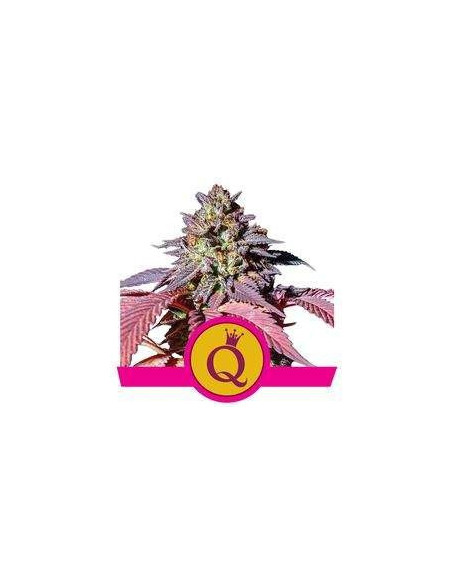 Purple Queen Feminisierte (Royal Queen Seeds)-Royal Queen Seeds-GnomesGarden