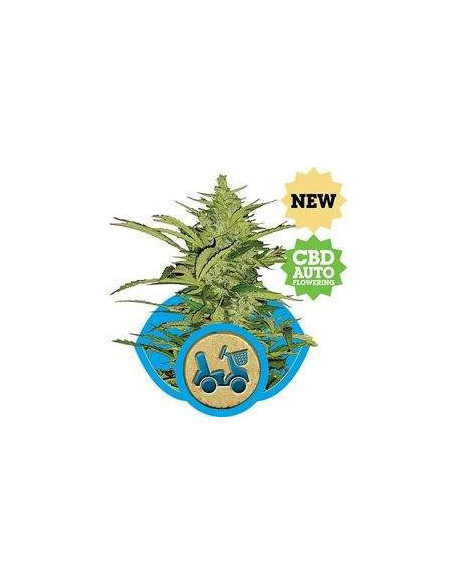 Fast Eddy CBD AUTO Feminizowane (Royal Queen Seeds)-Royal Queen Seeds-GnomesGarden
