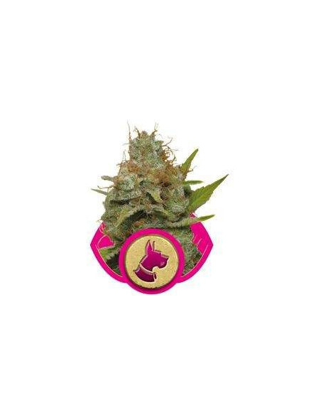 Kali Dog Feminized (Royal Queen Seeds)-Royal Queen Seeds-GnomesGarden