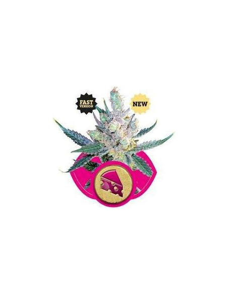Royal Cheese Fast Version Feminized (Royal Queen Seeds)-Royal Queen Seeds-GnomesGarden