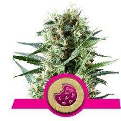 Royal Cookies Feminized (Royal Queen Seeds)