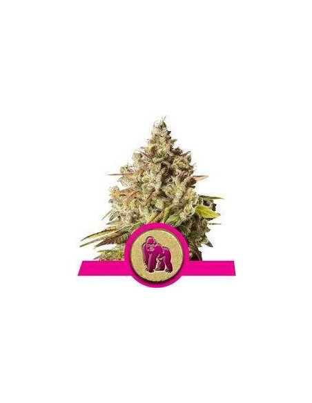 Royal Gorilla Feminized (Royal Queen Seeds)-Royal Queen Seeds-GnomesGarden
