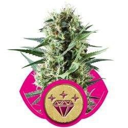 Special Kush 1 Feminized (Royal Queen Seeds)