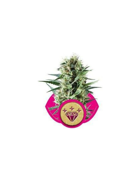 Special Kush 1 Feminized (Royal Queen Seeds)-Royal Queen Seeds-GnomesGarden