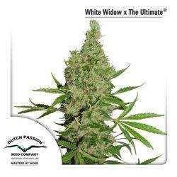 White Widow x The Ultimate Regularne  (Dutch Passion)