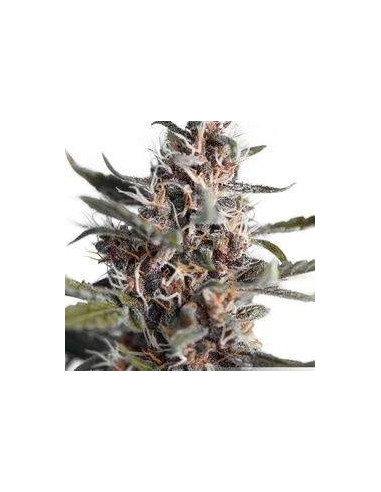 Auto Blackberry Kush Feminizovaná (Dutch Passion)-Dutch Passion-GnomesGarden