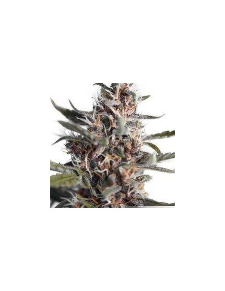 Auto Blackberry Kush Feminizovaná (Dutch Passion)-Dutch Passion-GnomesGarden