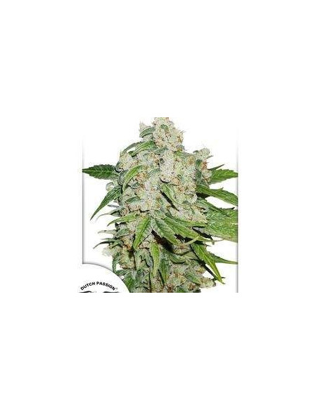 Auto Brooklyn Sunrise Feminisierte (Dutch Passion)-Dutch Passion-GnomesGarden