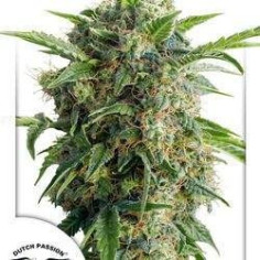 AutoDaiquiri Lime Feminizowane (Dutch Passion)