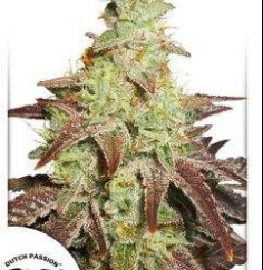 Autonight Queen Feminizowane (Dutch Passion)