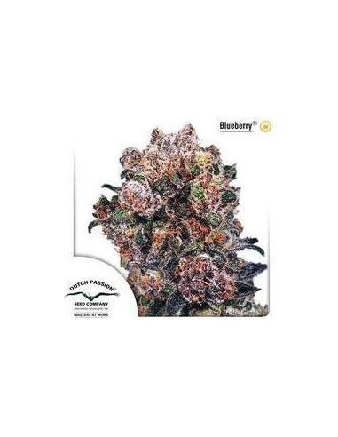 Blueberry Regular (Dutch Passion)-Dutch Passion-GnomesGarden