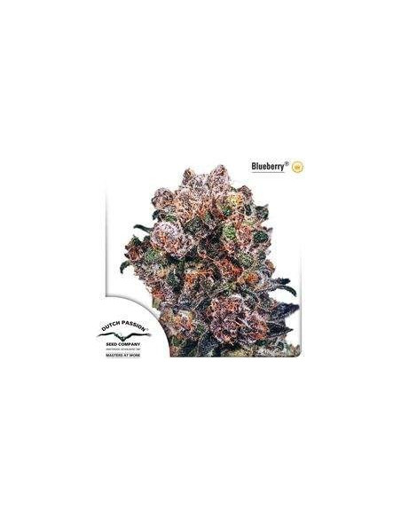 Blueberry Regular (Dutch Passion)-Dutch Passion-GnomesGarden