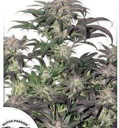 Bubba Island Kush Feminizowane (Dutch Passion)